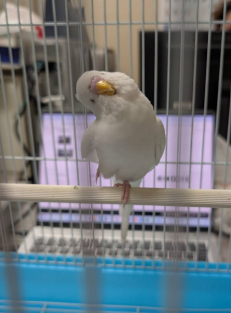 砂肝ちゃん