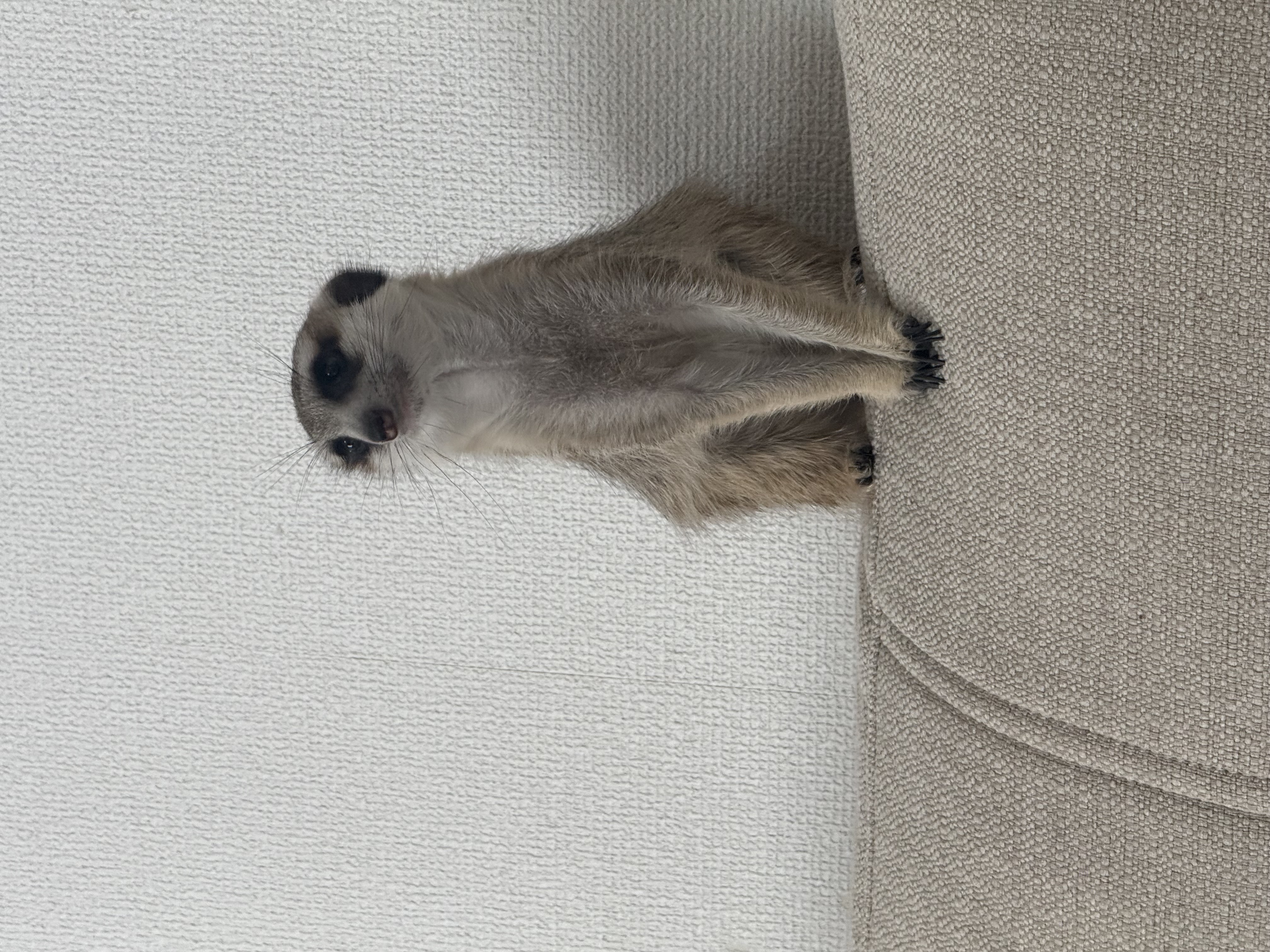 看板犬 ビョル