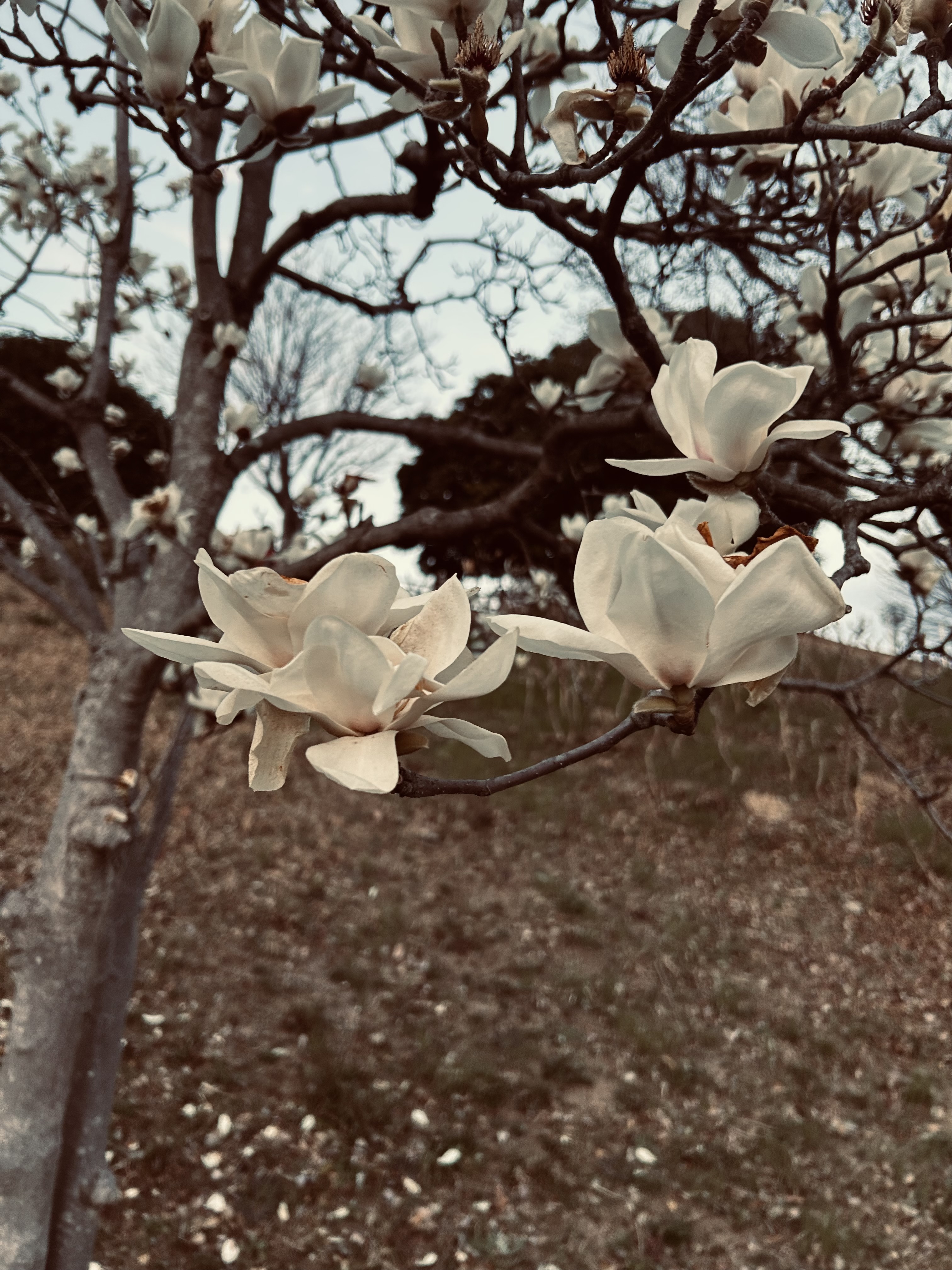 %E3%83%A2%E3%82%AF%E3%83%AC%E3%83%B3.jpe