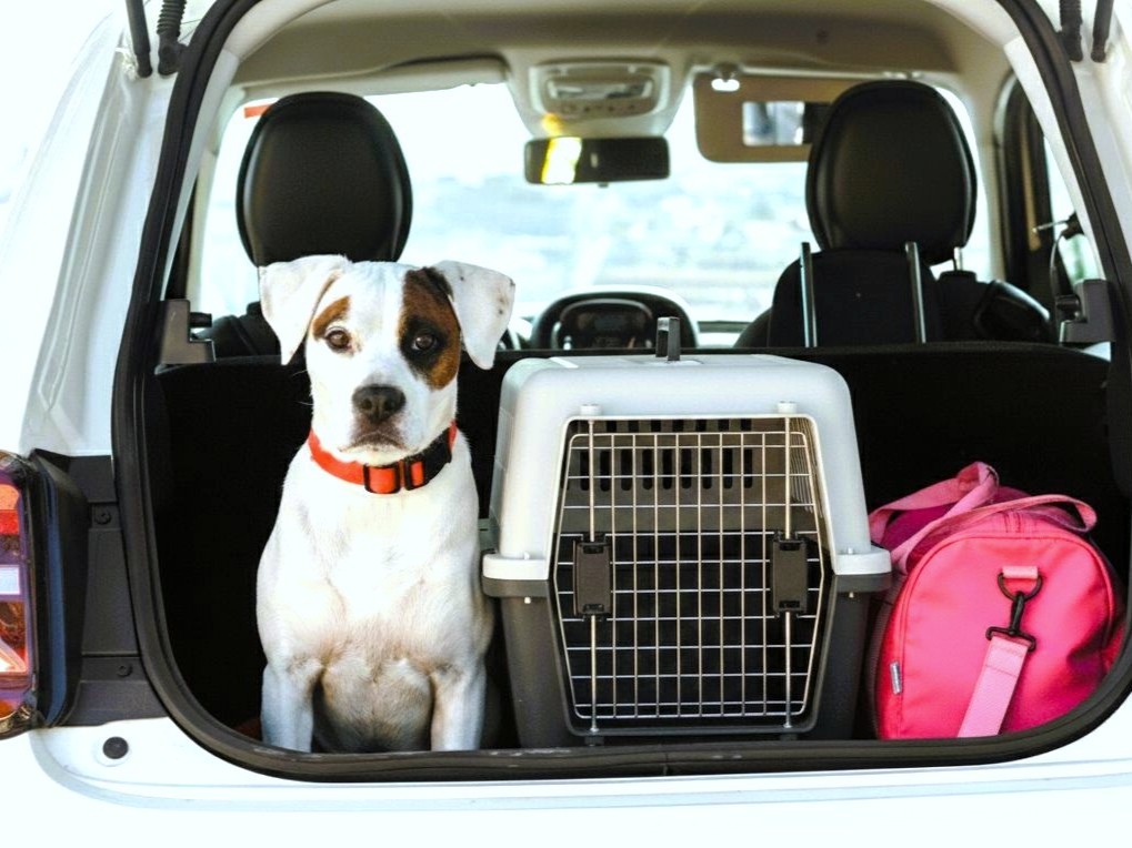 090-04-%E3%83%9A%E3%83%83%E3%83%88%E3%81