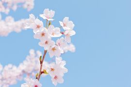 桜